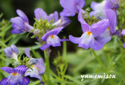 リナリアの花苗