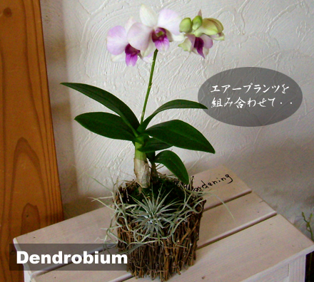 デンドロビウムとエアープランツのフラワーアレンジ