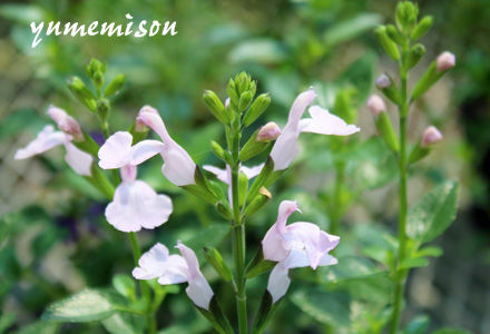 チェリーセージの花色3色ご紹介します 花とハーブで 元気いっぱい