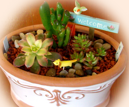 こがね荘で、多肉植物の寄せ植え