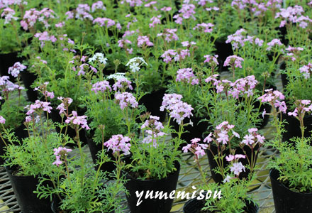 宿根バーベナの花苗