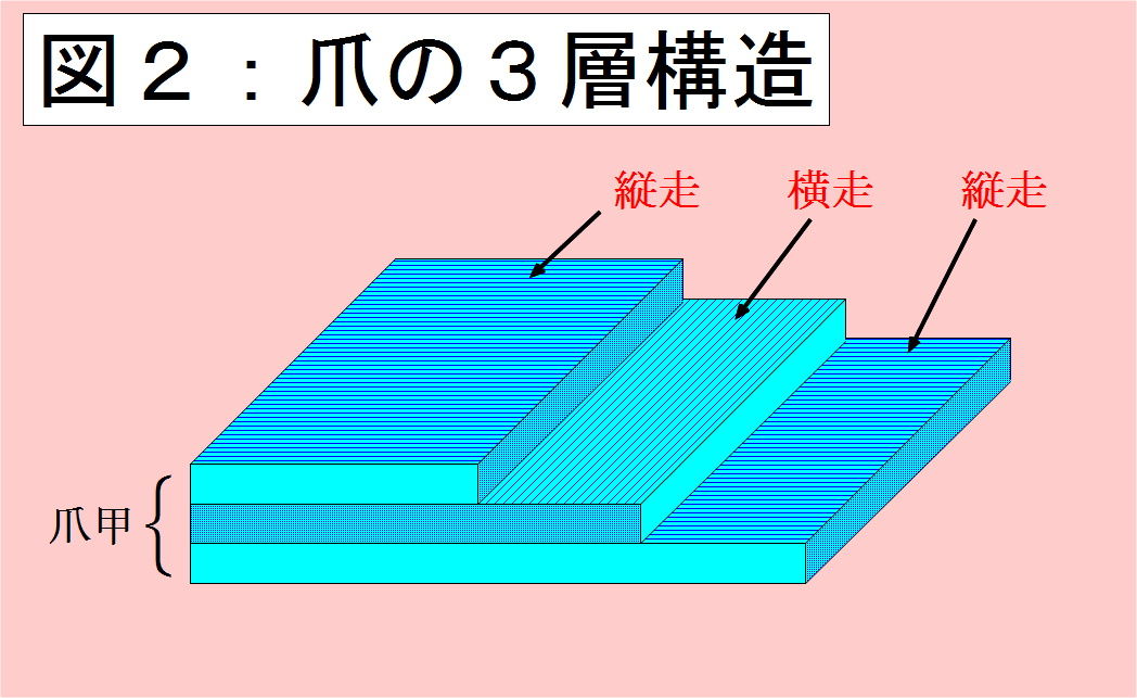 爪の強さの秘密 ２ ー 構造 新 美爪通信