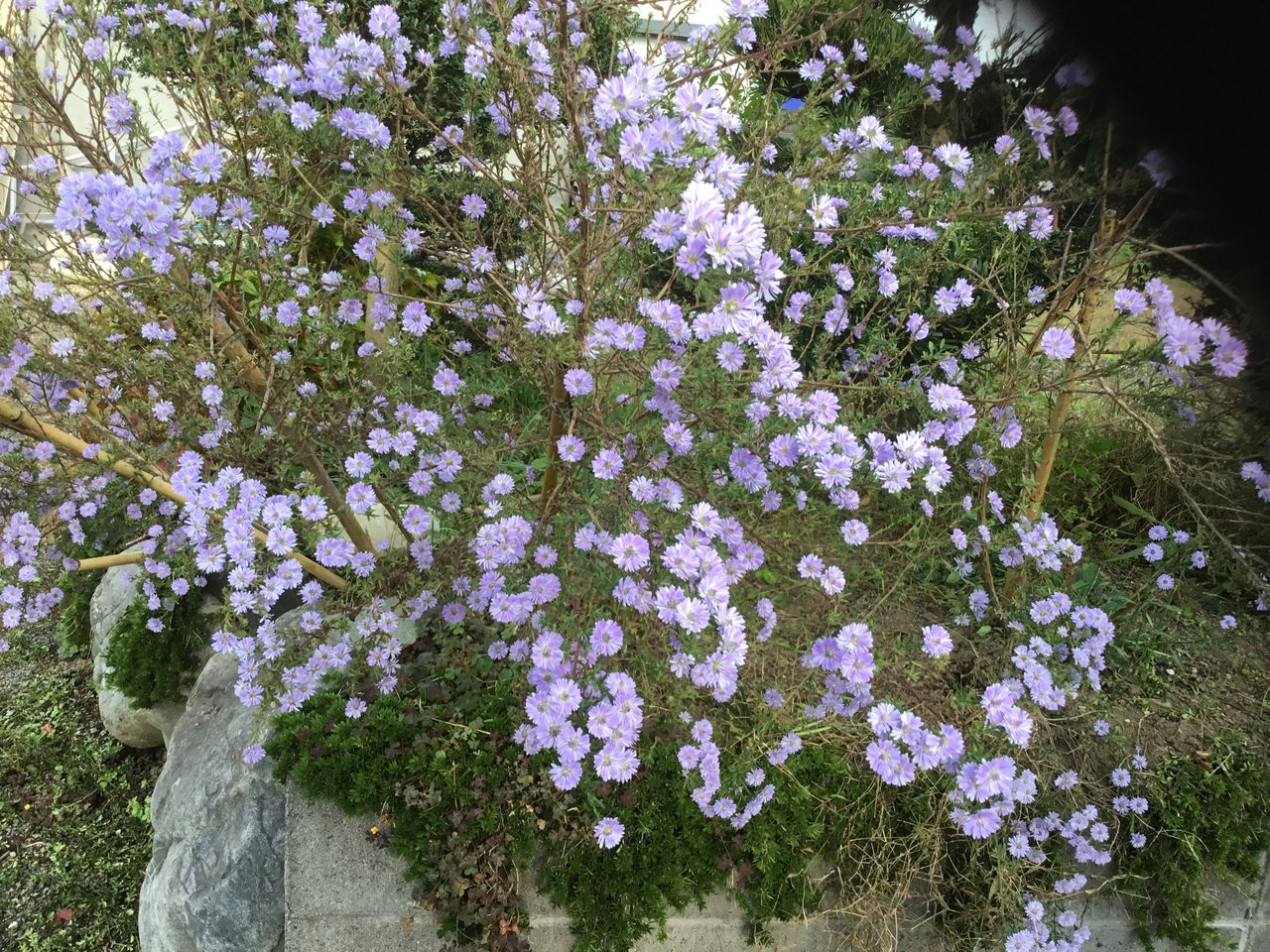 シオンの花 宮崎の風