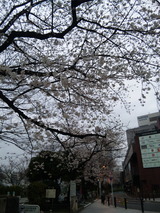 市ヶ谷の桜