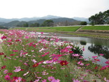 三納川花見会④