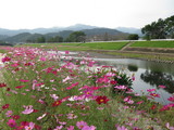 三納川花見会④