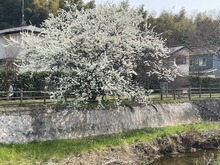 IMG_3351