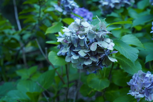 DSC00965