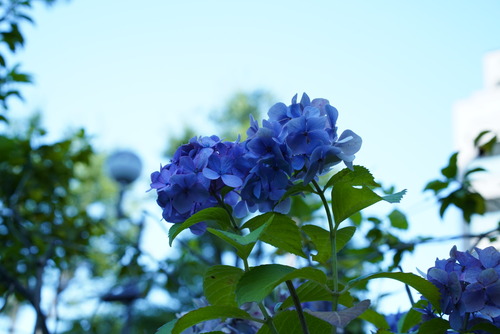 DSC00958