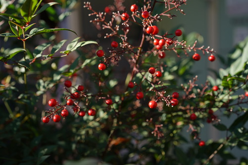 DSC01467