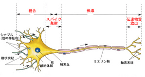 neuron