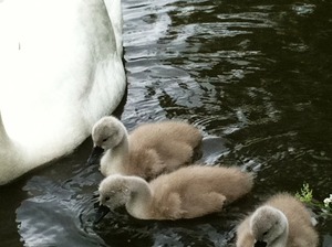 swan baby 3