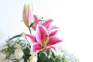 lily-407585_1920