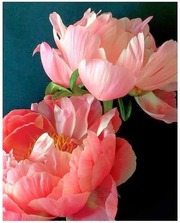 6d609eb3cf68c02ef57e9e1420b86ef8