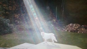 lightbeam on the dog  ABC