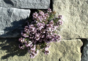 wall-flowers-331336_1920
