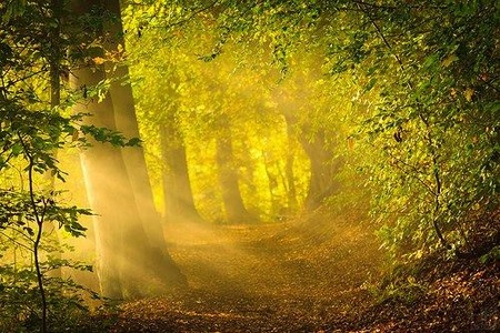 fog in the woods