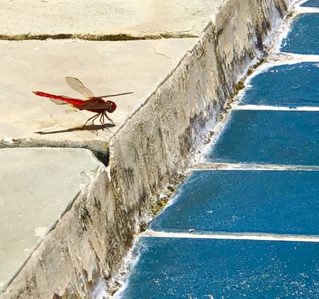 081E79F1-4A8B-4206-B39E-72DEA8FBF4B0