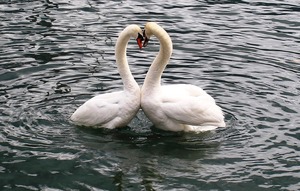 swans-342887_1280