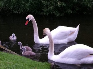 swan baby 5