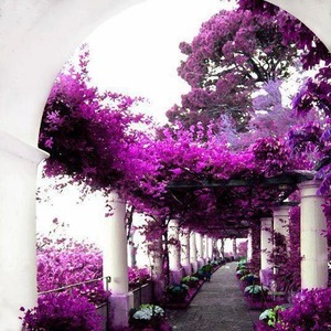 secret garden viollet passage