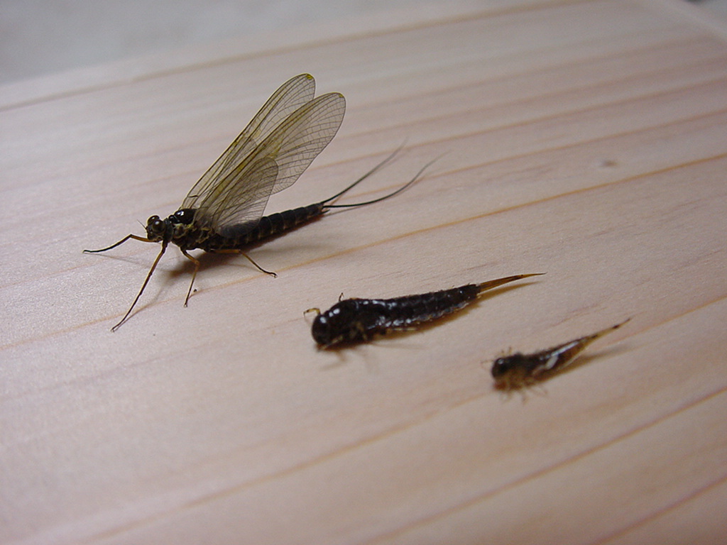 ピンチョロとは何ですか？