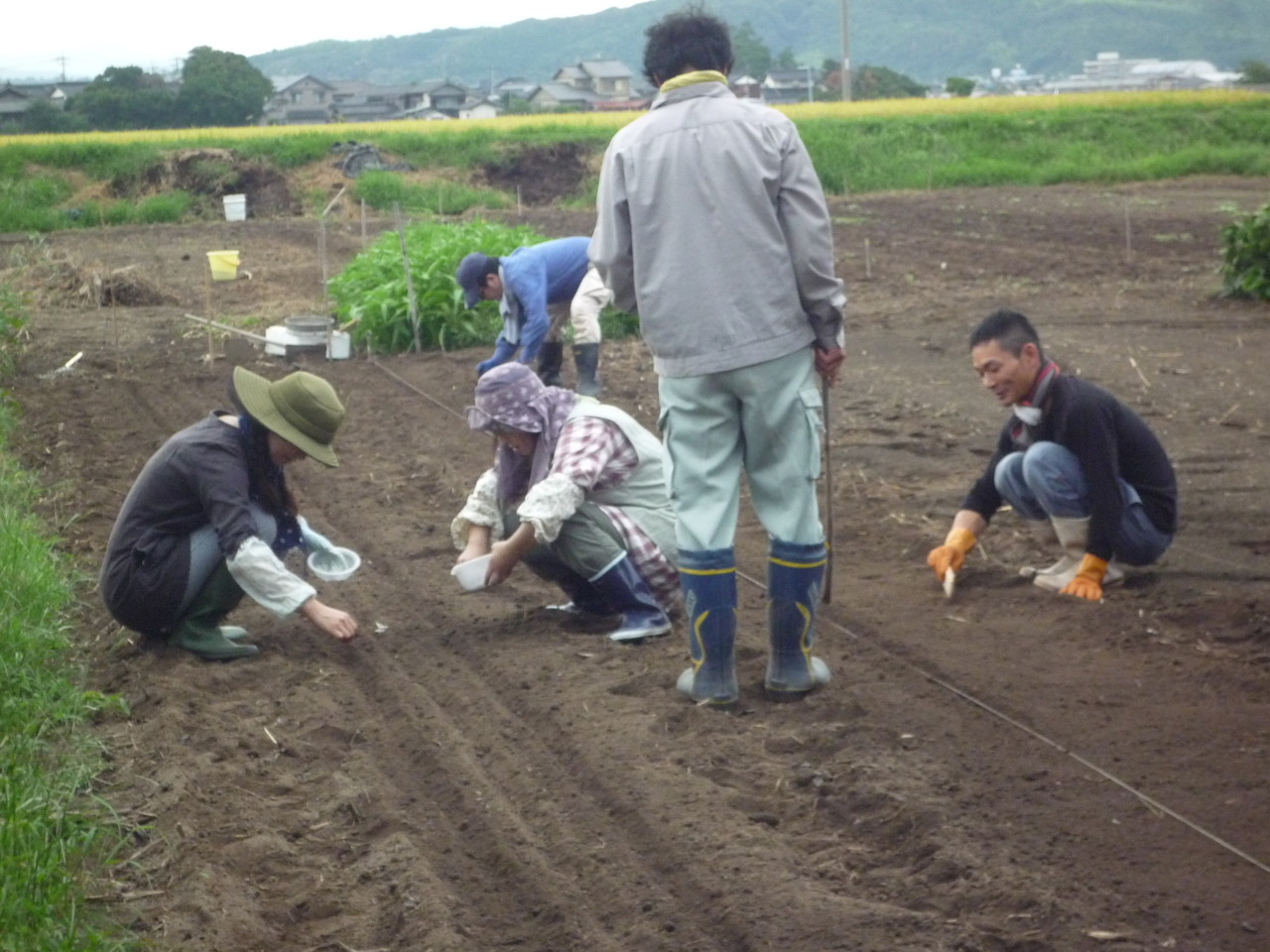 ミヨシ産業 自然派会長 のブログ 9月9日 日 に同好会で種まきした野菜 こんなに大きくなりました ミヨシ産業 自然派会長 のブログ 9月9日 日 に同好会で種まきした野菜 こんなに大きくなりました
