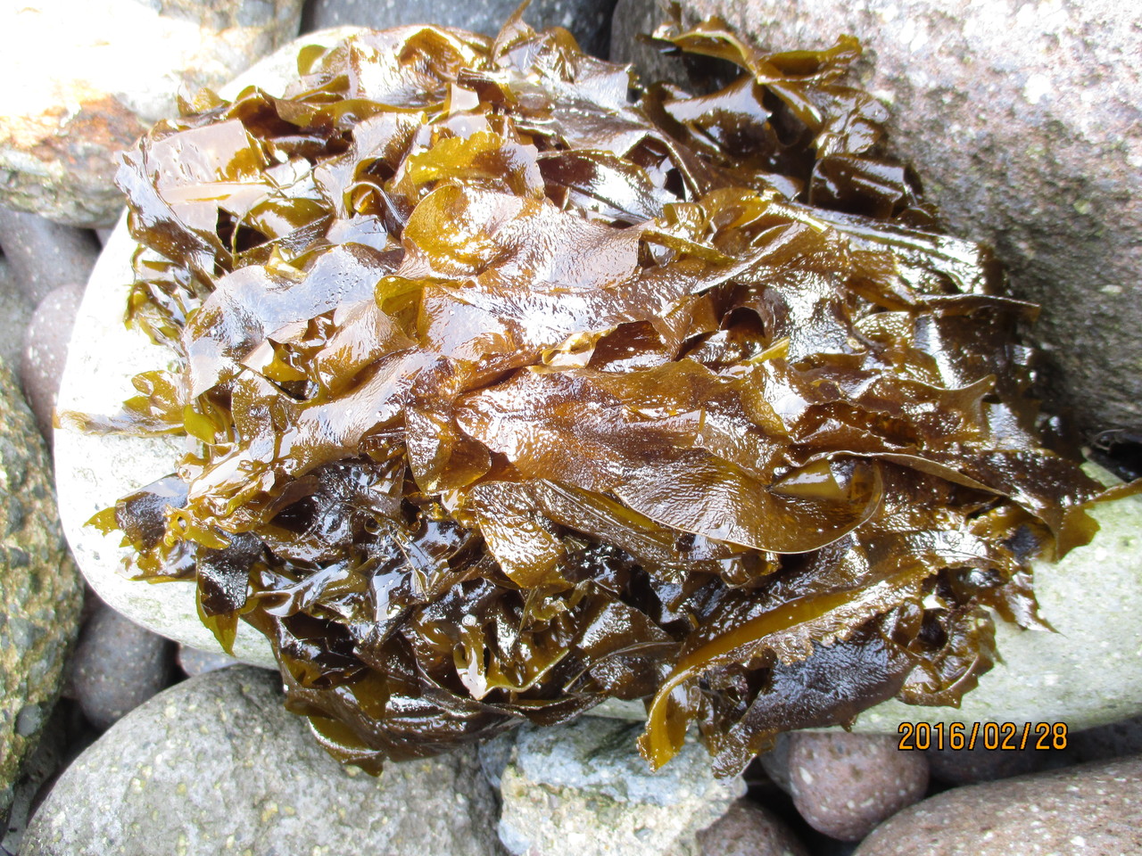 ミヨシ産業 自然派会長 のブログ 16年03月15日