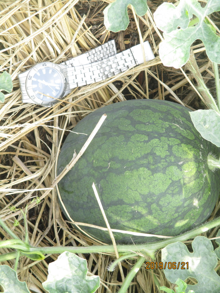 ミヨシ産業 自然派会長 のブログ 19年06月21日