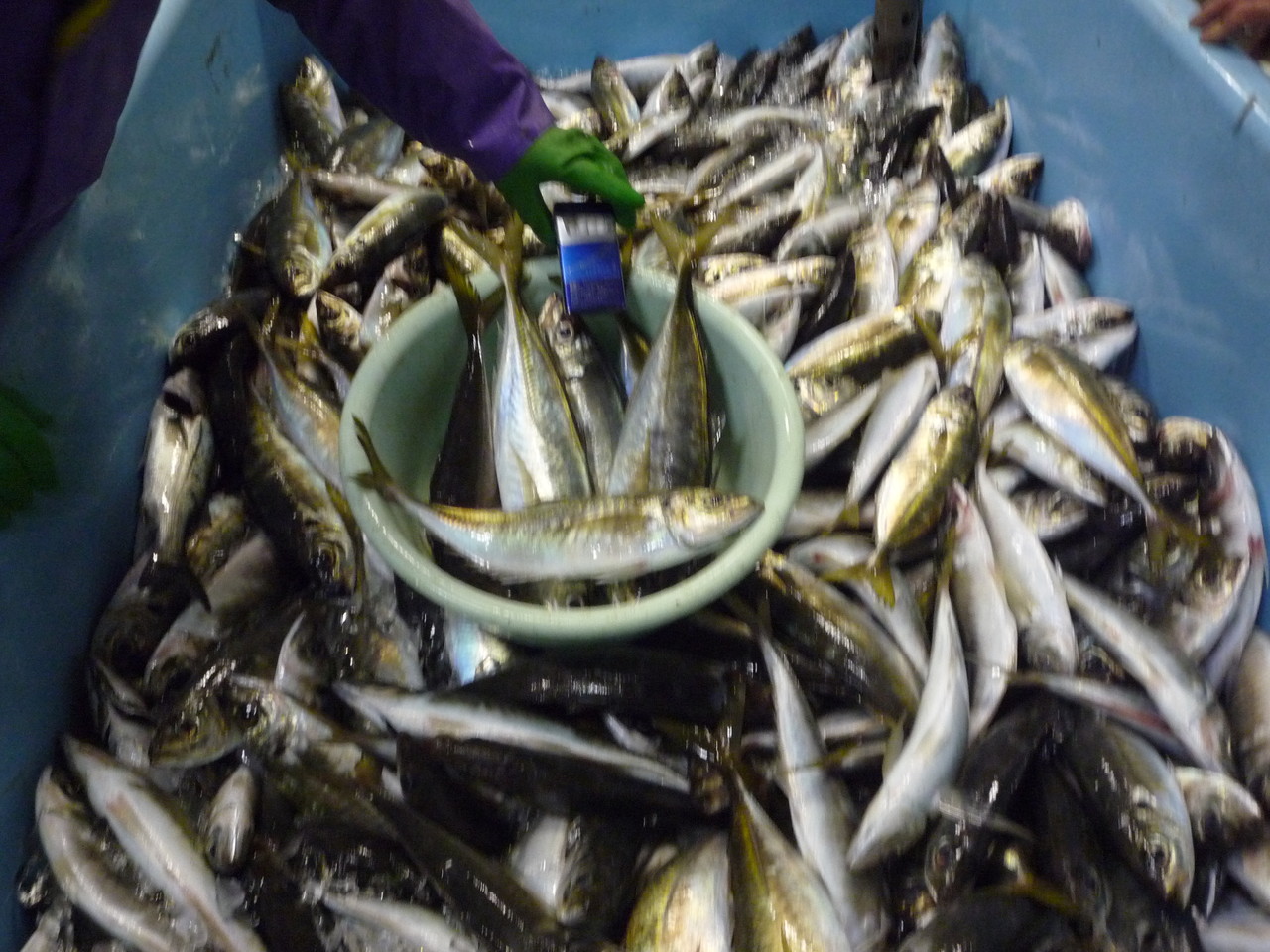 ミヨシ産業 自然派会長 のブログ 今週記事を用意してなく 遅いですが 今年初めての谷野丸の漁を記事にしました