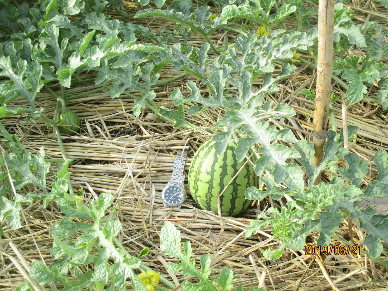 ミヨシ産業 自然派会長 のブログ 19年06月21日