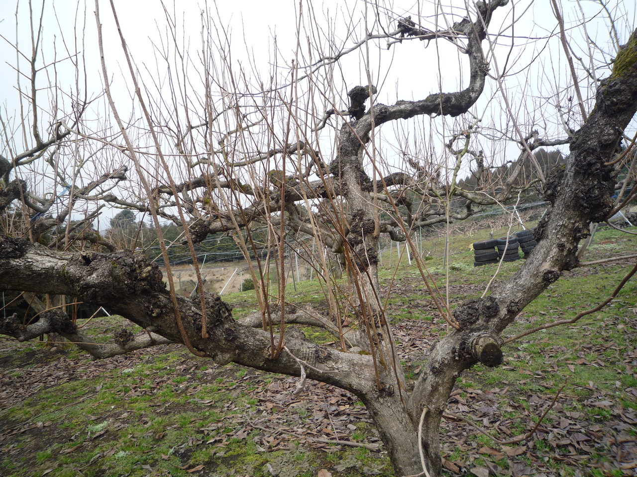 ミヨシ産業 自然派会長 のブログ 柿の剪定 果樹の生育や結実を調節するため 必要な枝を残し残りを切り取ること