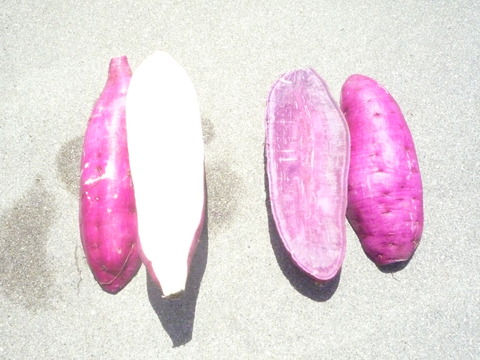P1020516