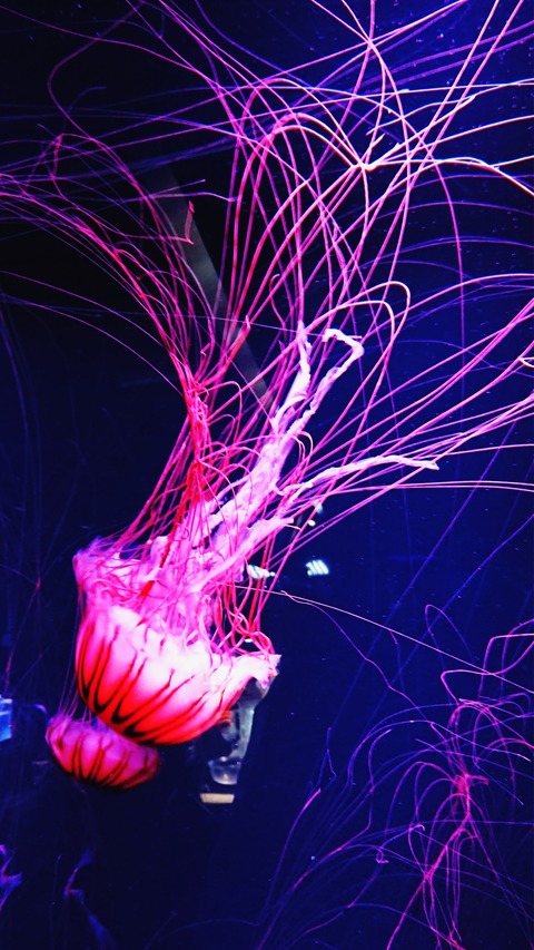 21-07-19-22-36-08-700_deco
