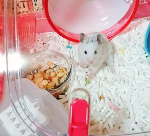 18-09-29-13-27-57-485_deco