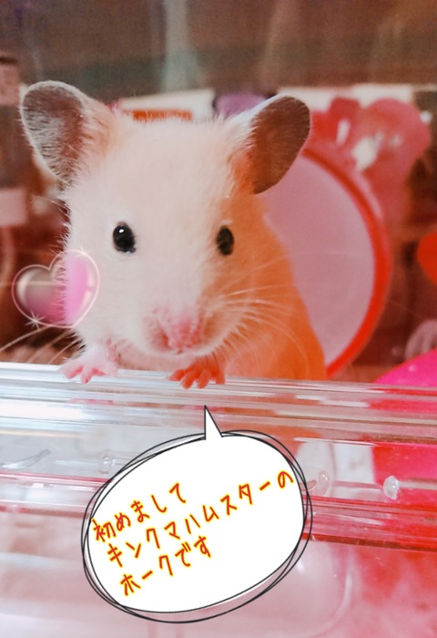 18-09-29-13-48-46-326_deco