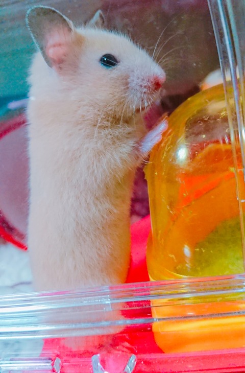 18-09-29-13-29-22-947_deco