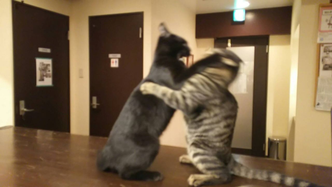 ミーシスの里親募集のねこたち はんぞう だいすけ Cat Cafe Miysis キャットカフェミーシス Blog ミーシスの里親募集のねこたち はんぞう だいすけ Cat Cafe Miysis キャットカフェミーシス Blog
