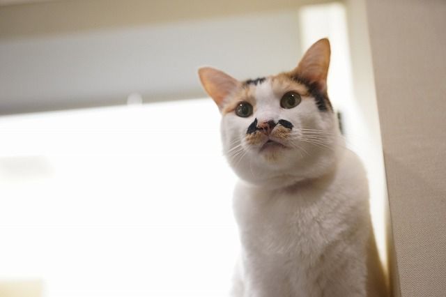 おふぅのご機嫌 Cat Cafe Miysis キャットカフェミーシス Blog