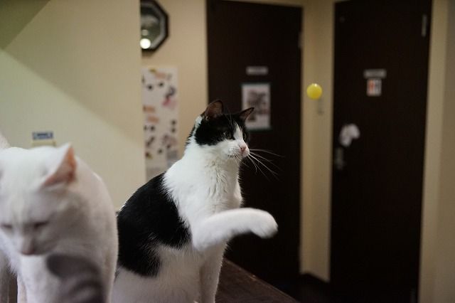 スーパーボールと猫 Cat Cafe Miysis キャットカフェミーシス Blog