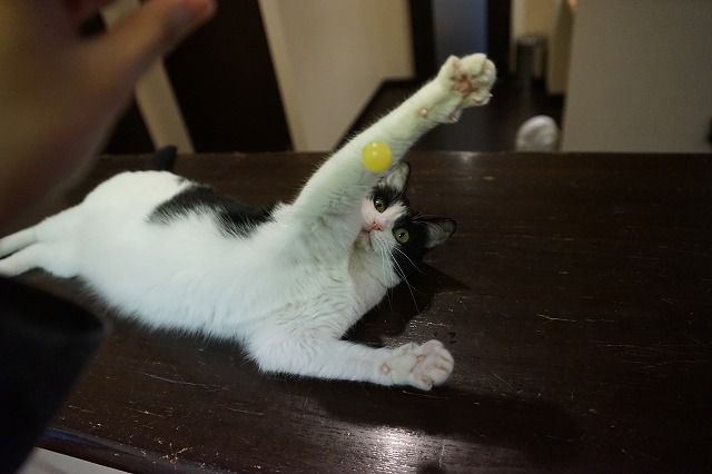 スーパーボールと猫 Cat Cafe Miysis キャットカフェミーシス Blog