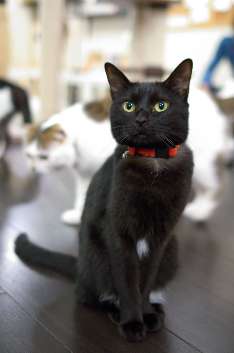ミーシスのねこたち ノワル Cat Cafe Miysis キャットカフェミーシス Blog ミーシスのねこたち ノワル Cat Cafe Miysis キャットカフェミーシス Blog