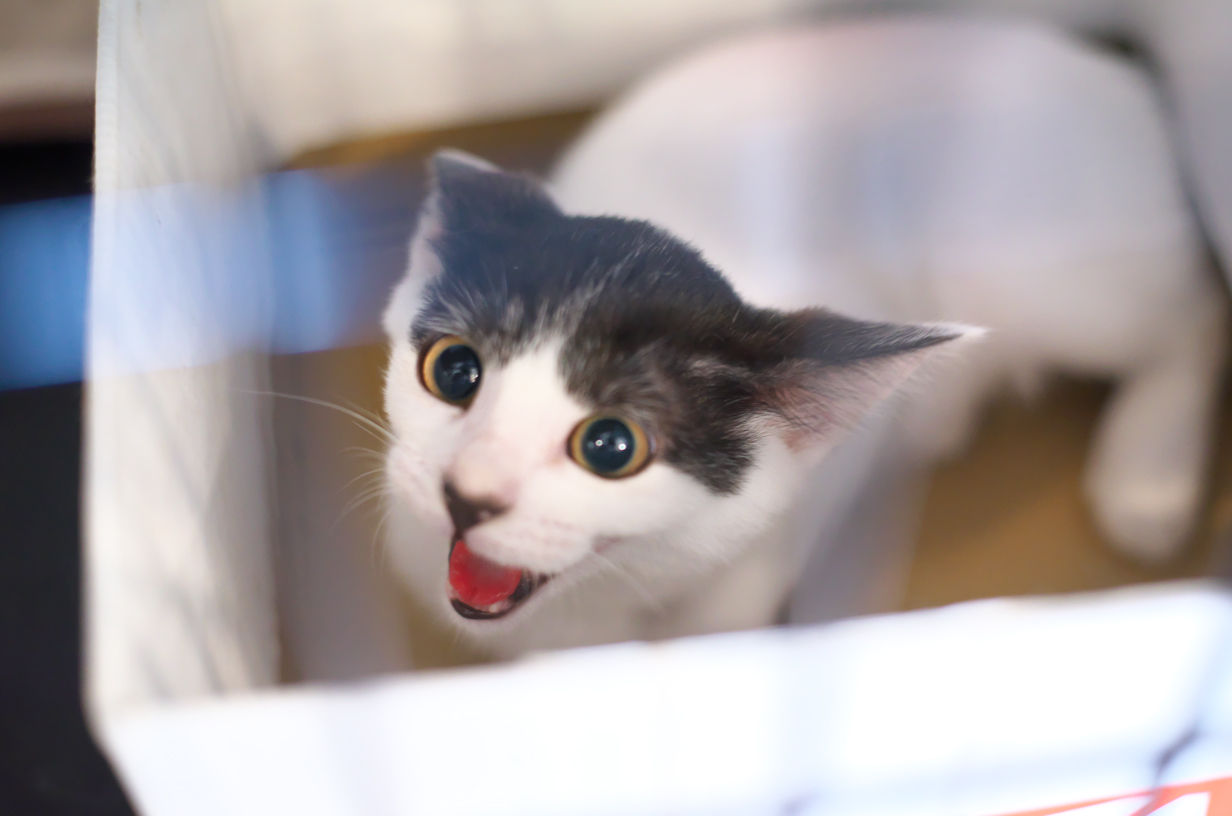 ミーシスの里親募集の猫たち ギズモ モグワイ Cat Cafe Miysis キャットカフェミーシス Blog