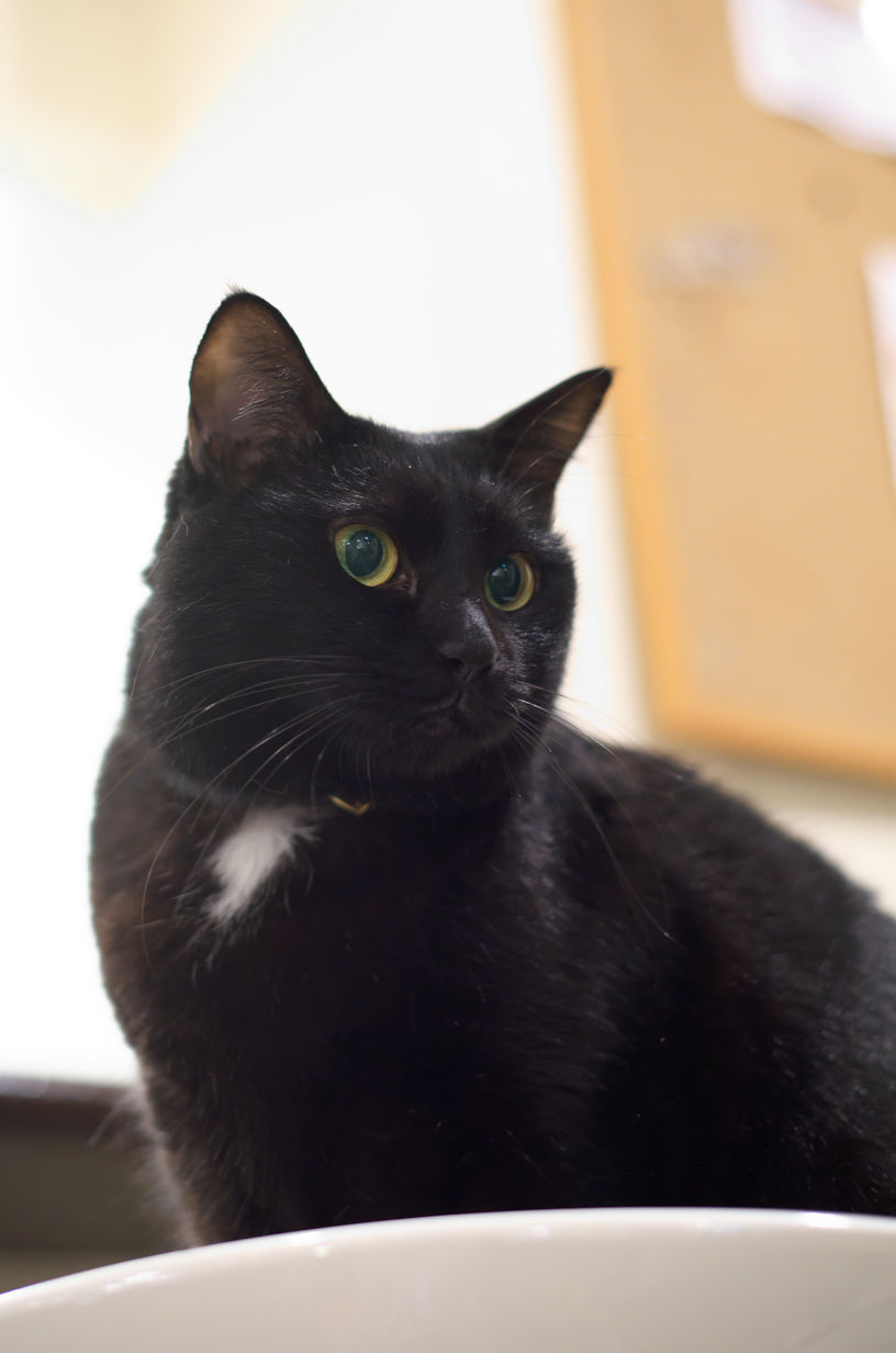 ミーシスのねこたち ライラ Cat Cafe Miysis キャットカフェミーシス Blog