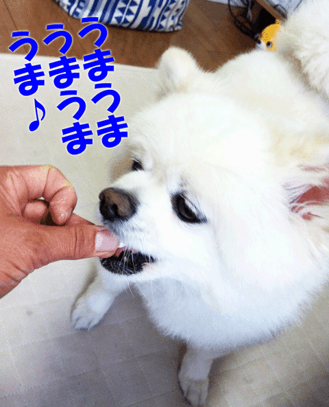 IMG_0626のコピー