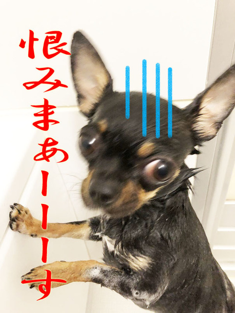 IMG_1524のコピー