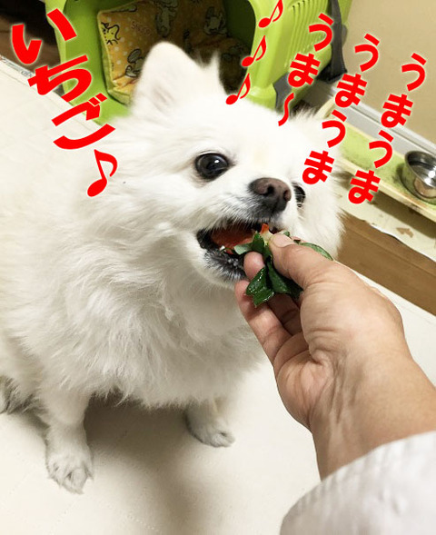 IMG_E0949のコピー