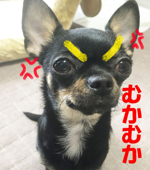 IMG_1366のコピー