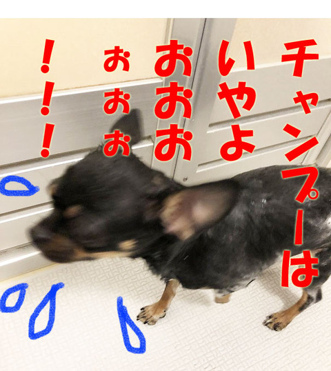 IMG_1514のコピー