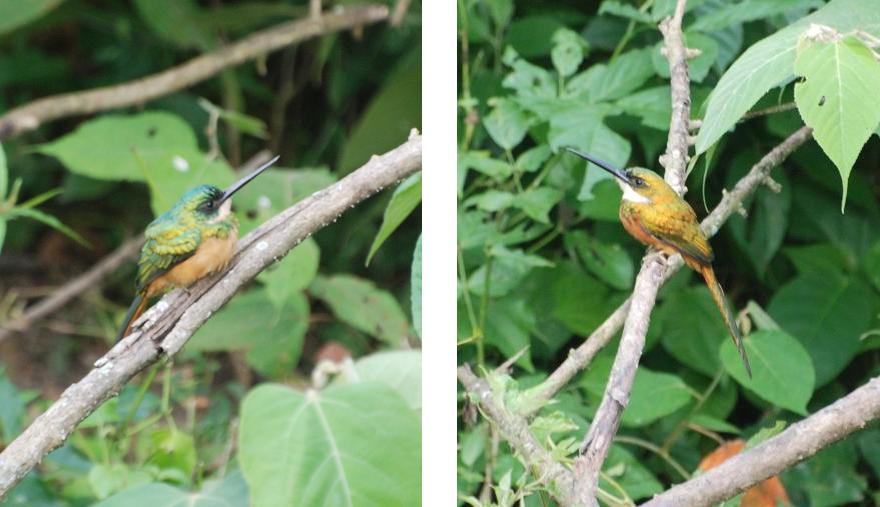 玉虫色の鳥 Les Oiseaux 鳥旅